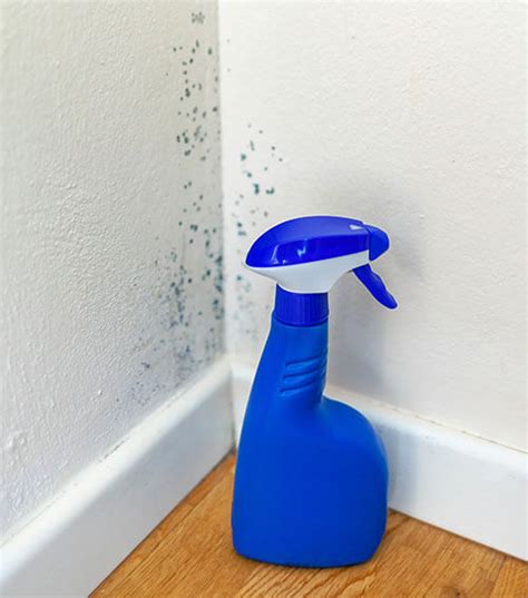 Does Vinegar Kill Mold? | Here’s What You Need to Know