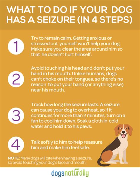 3 Natural Treatments For Dog Seizures And Epilepsy