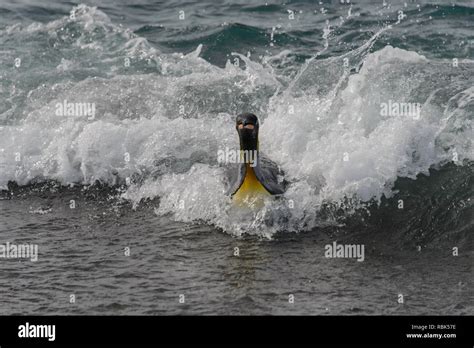 Emperor penguin swimming hi-res stock photography and images - Alamy