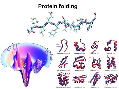 (PDF) Protein folding - SimBacThe folding mechanism: A polypeptide ...