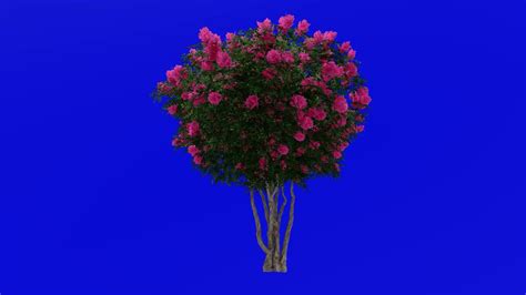 Tree Animation - crape myrtle - lagerstroemia - Green Screen Chroma key - lylac large - 1b ...