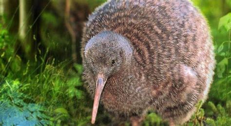 Kiwis Facts, Flightless Bird Habitat, Diet, Information with Pictures