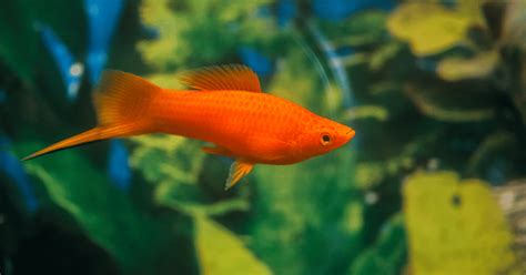 The Entertaining Guide to Swordtail Fish Care – Diet, Habitat, Breeding, and Facts - Start an ...