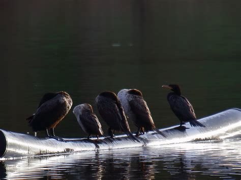 Rare bird: Neotropic Cormorant at Lake Cuyamaca - Greg in San Diego