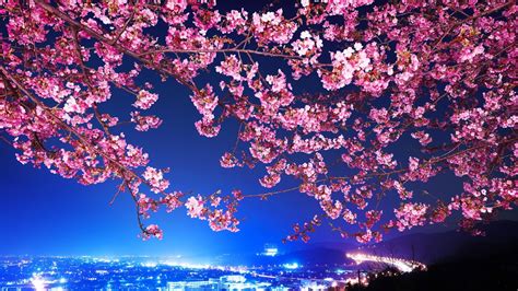 flowers, Cityscape, Tokyo, Cherry Blossom Wallpapers HD / Desktop and ...