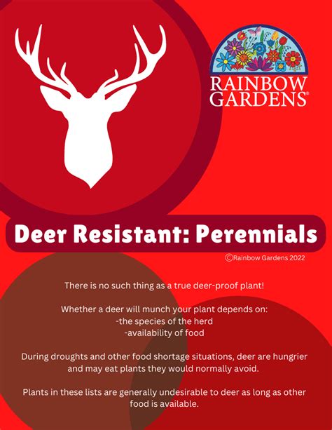 Deer Resistant Plants: Perennials | Rainbow Gardens