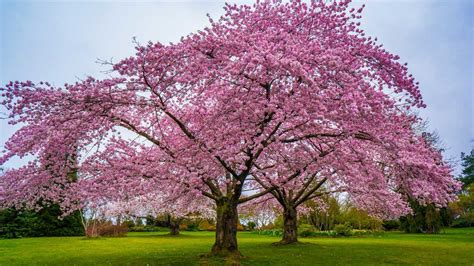 Cherry Blossom tree and all you need to know about it!