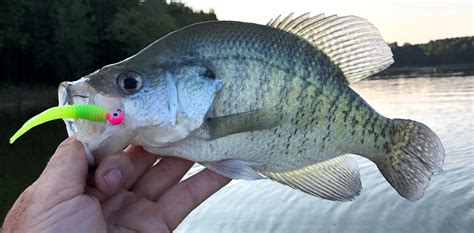 Favorite Crappie Jigs