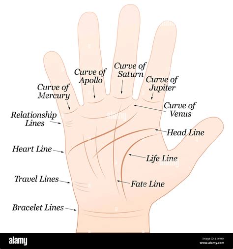 Vintage Palm Reading Palmistry Hand Map Statuette | ubicaciondepersonas ...