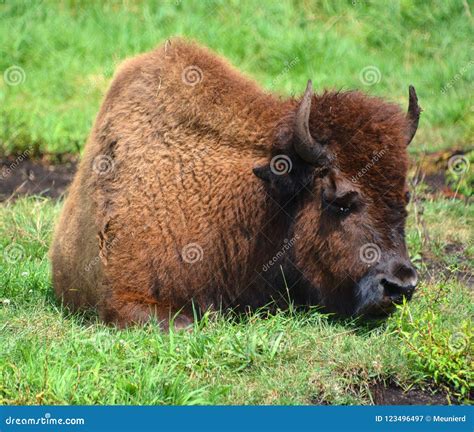 Bison are Large, Even-toed Ungulates Stock Image - Image of canadian, farmer: 123496497