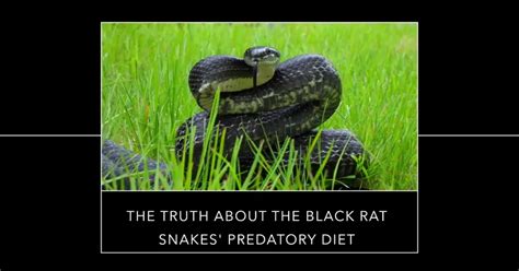 Discover Engaging Facts About Black Rat Snakes Here