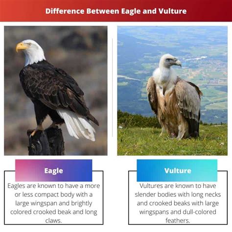 Eagle vs Vultur: Difference and Comparison