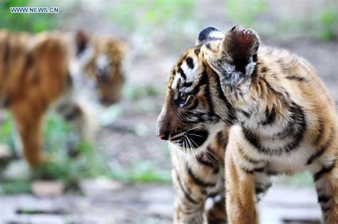 6 South China Tiger cubs allowed to meet public in China's Henan