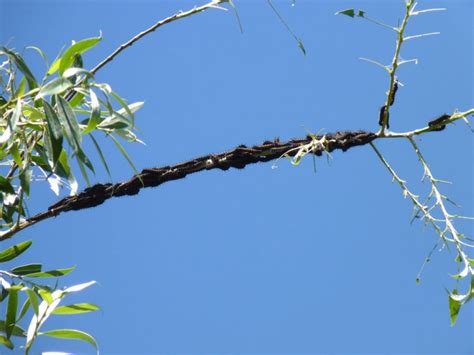 European Lepidoptera and their ecology: Nymphalis antiopa