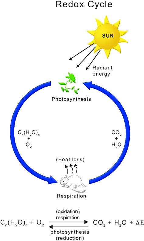 Global energy flux underlying redox cycle between photosynthesis and... | Download Scientific ...