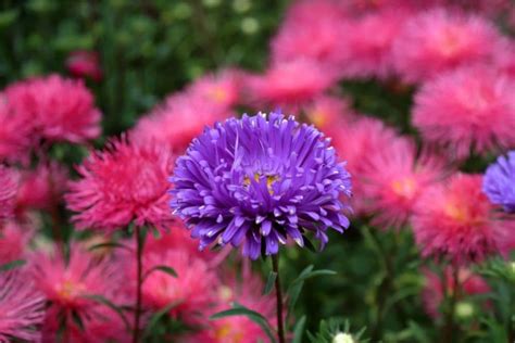 Chrysanthemum Flower Meaning and Symbolism | Flower Glossary