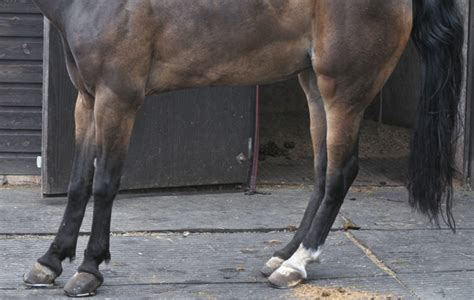 The latest essential news on laminitis [H&H VIP] - Horse & Hound