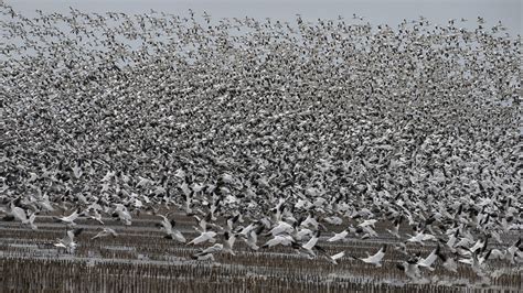 Spring bird migration at Montezuma Wetlands Complex