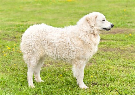 Hungarian Kuvasz Breed Information, Characteristics & Heath Problems ...