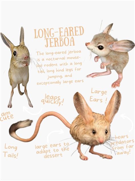 "Long-Eared Jerboa Fun Facts" Sticker by KyleNesas | Redbubble