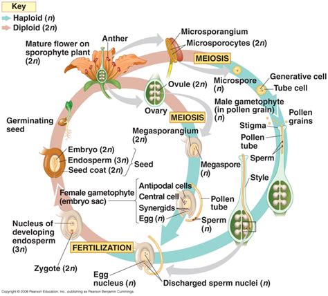 Ch. 38: Angiosperm Reproduction and Biotechnology Diagram | Quizlet