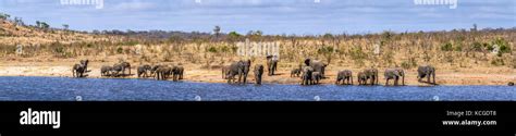 Specie Loxodonta africana family of Elephantidae Stock Photo - Alamy