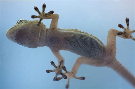 Microscopic hair make gecko feet sticky: study - Jammu Kashmir Latest ...