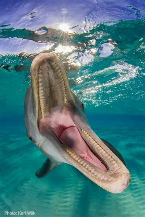 a dolphin with its mouth open swimming in the blue water, looking at ...