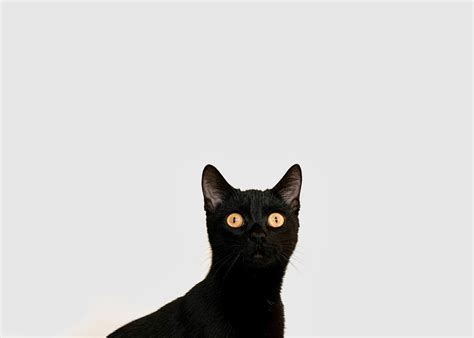 Myths and superstitions about black cats — Boutiques d'animaux Chico