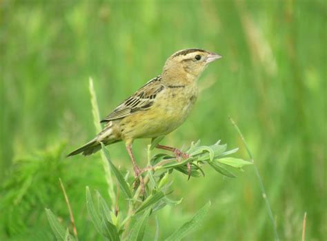 BOBOLINK – Birds of Nebraska – Online