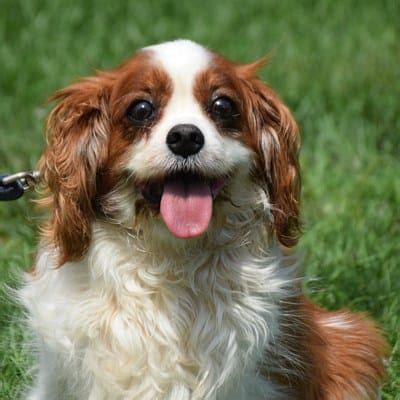 Should you get a Cavalier King Charles Spaniel Rescue Dog? - spanielking