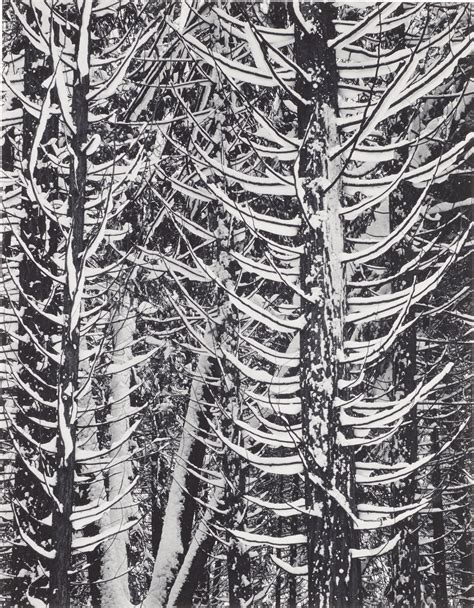 ANSEL ADAMS (1902–1984), Cedar Trees, Winter, Yosemite National Park, California, c. 1949 ...