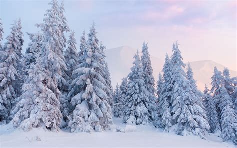 Download Snow Forest Tree Nature Winter HD Wallpaper