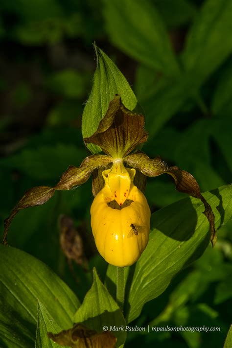 MAP Artistic Photography: Photo of the Day: Large Yellow Lady Slipper Orchid, Minnesota