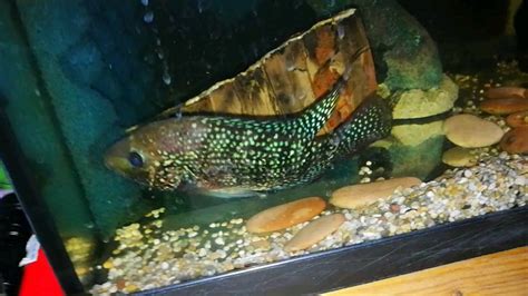 Jack dempsey fish aquarium tank | in Millisle, County Down | Gumtree