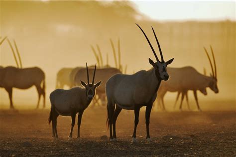 Arabian oryx ~ Everything You Need to Know with Photos | Videos