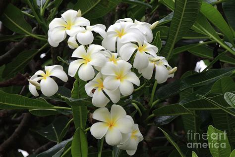 Plumeria - Tropical Flowers Photograph by William Robert Stanek - Fine Art America