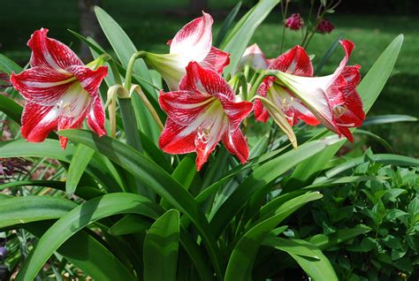 Fotos von Blumen Amaryllis 2592x1740