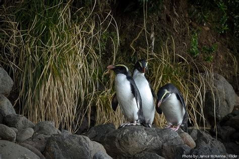 Interesting facts about Fiordland penguins – Just Fun Facts