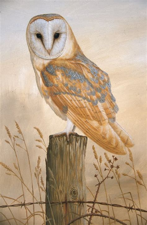 A Day In the Life of a Wildlife Artist: Barn Owl is Back