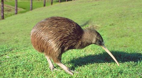 Kiwis Facts, Flightless Bird Habitat, Diet, Information with Pictures | Birds, Flightless bird ...