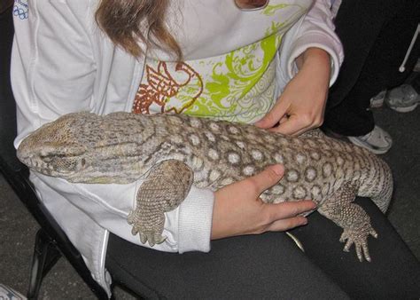 Savannah Monitor Lizard... Almost the same colour as my baby savannah ...