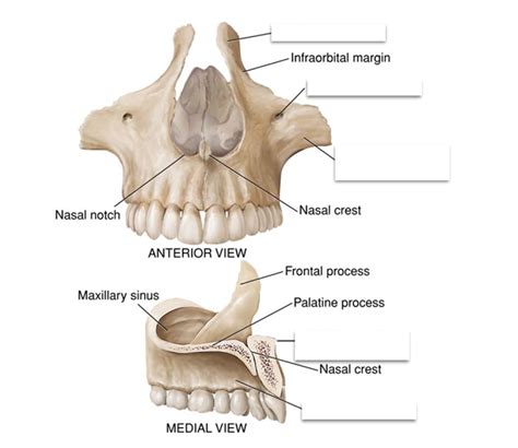 Maxillary Process