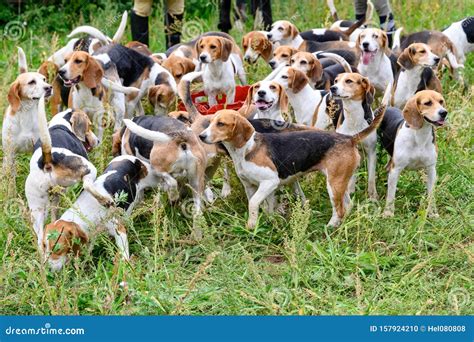 A Sad Beagle Is Waiting For The Owner At The Ramp For The Disabled At ...