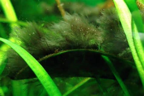 How to Remove Black Beard Algae in Aquariums - Shrimp and Snail Breeder