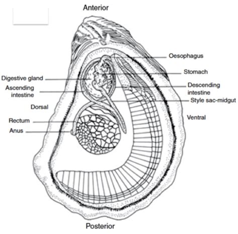 Digestion in oysters - microbewiki