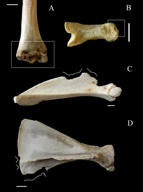 Identificando paleococineros por las marcas en los huesos — Cuaderno de Cultura Científica