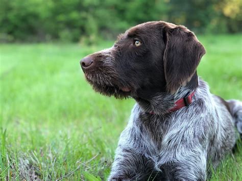 Wirehaired Pointing Griffon Puppies For Sale 2020 California - Stud Dog ...