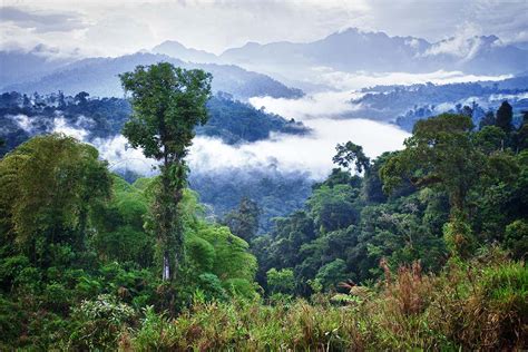 Net zero emissions target in peril as tropical forests absorb less CO2 | New Scientist