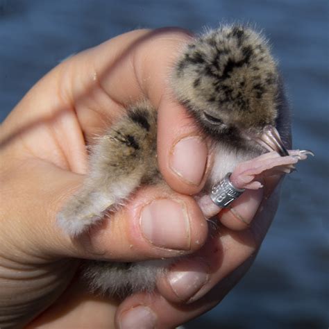 Common Tern Nesting a Success at Howard Marsh | Metroparks Toledo